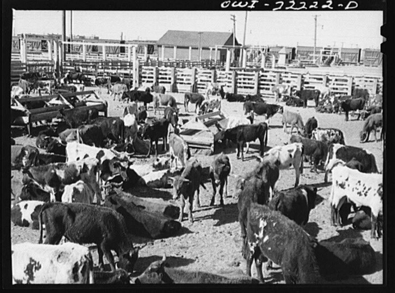 Navajo Cattle