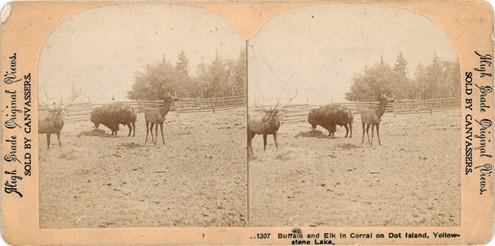 Stereograph of bison and elk corralled as part of E.C. Waters’ “zoo” on Dot Island, ca. 1896-1907
