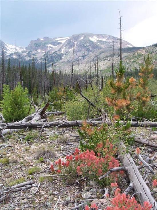 Local plant life in the Ouzel Fire burn area, summer 2004.