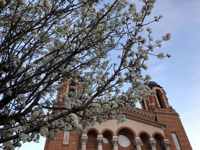 Blossoms at the Holy Trinity Cathedral