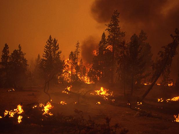 The North Fork Fire near Norris Geyser Basin on August 20, 1988