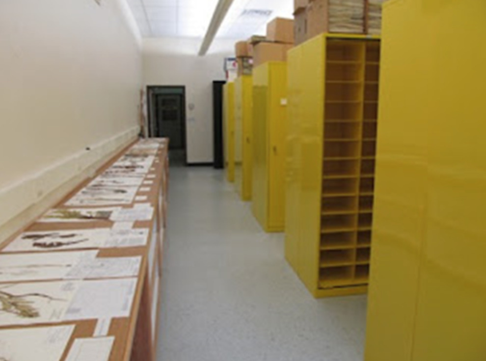 Inside the Rocky Mountain Herbarium archives