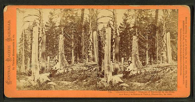 Trees that were cut by the Donner Party at Truckee Lake