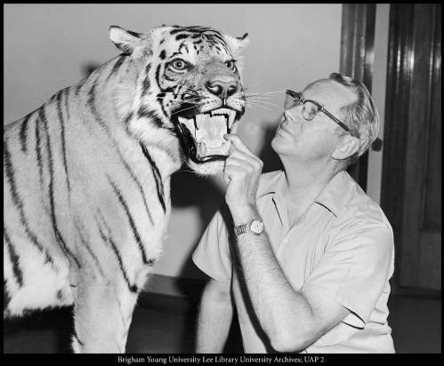Dr. Wilmer M. Tanner examines a tiger trophy received by the Life Science Museum