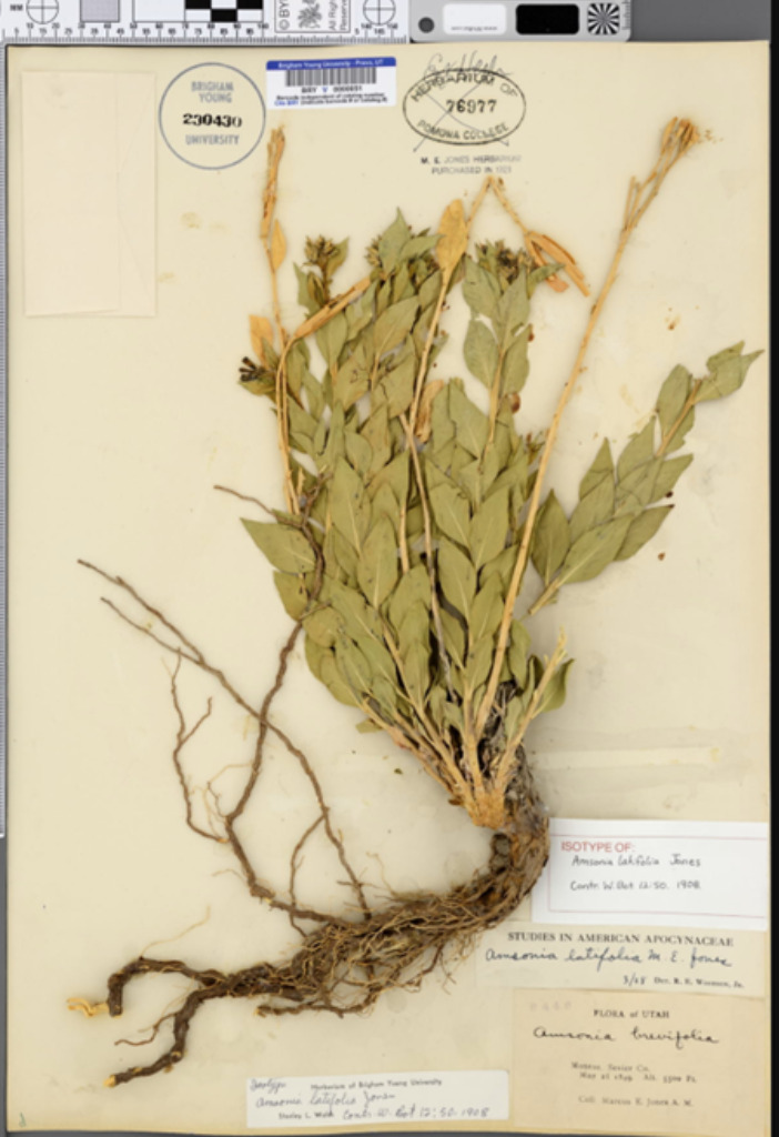 Amsonia Latifolia