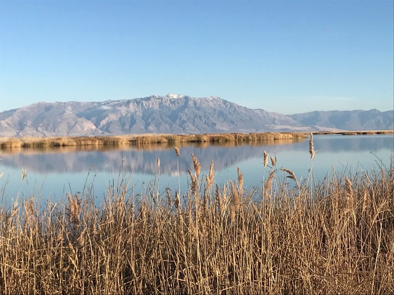 Bear River Bird Refuge