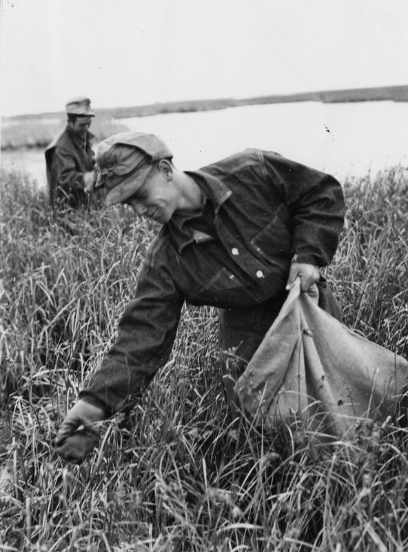 C.C.C. boys at Bear River Migratory Bird Refuge