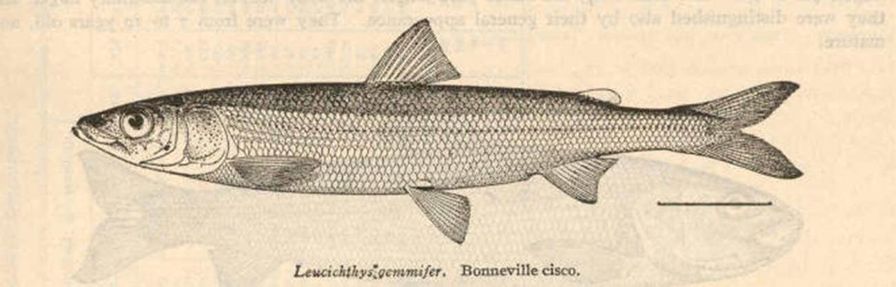 Leucichthys gemmifer. Bonneville cisco, 1921