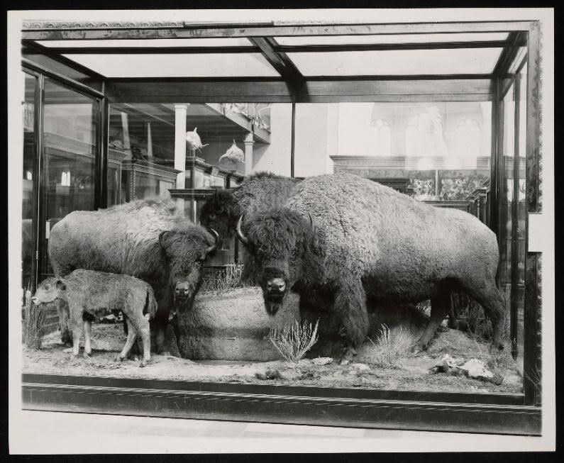 Mammals Exhibit, South Hall, United States National Museum
