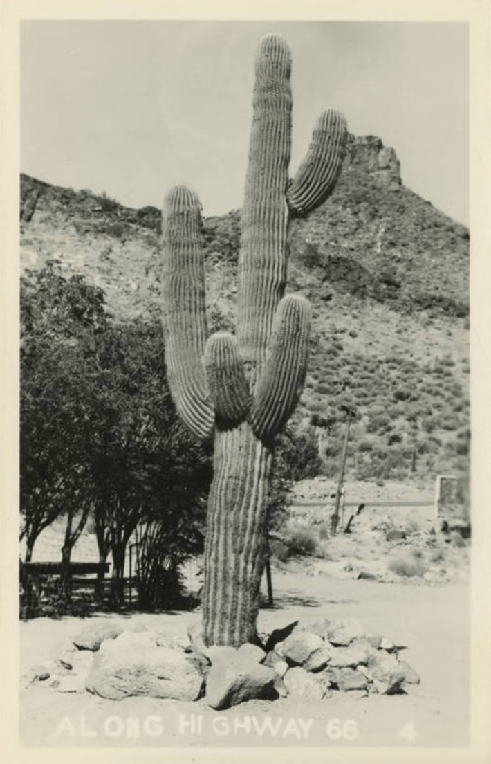 Postcard of a cactus in Lupton, Arizona