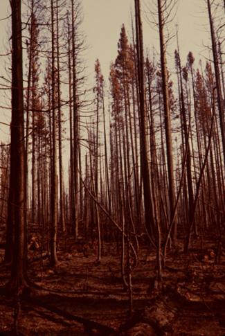 Burnt trees at Grand Teton National Park following a forest fire