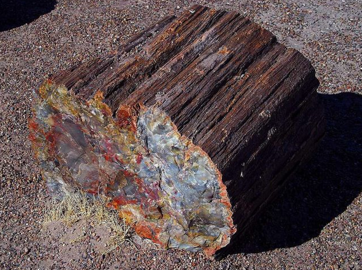 Petrified wood from the Petrified Forest National Park