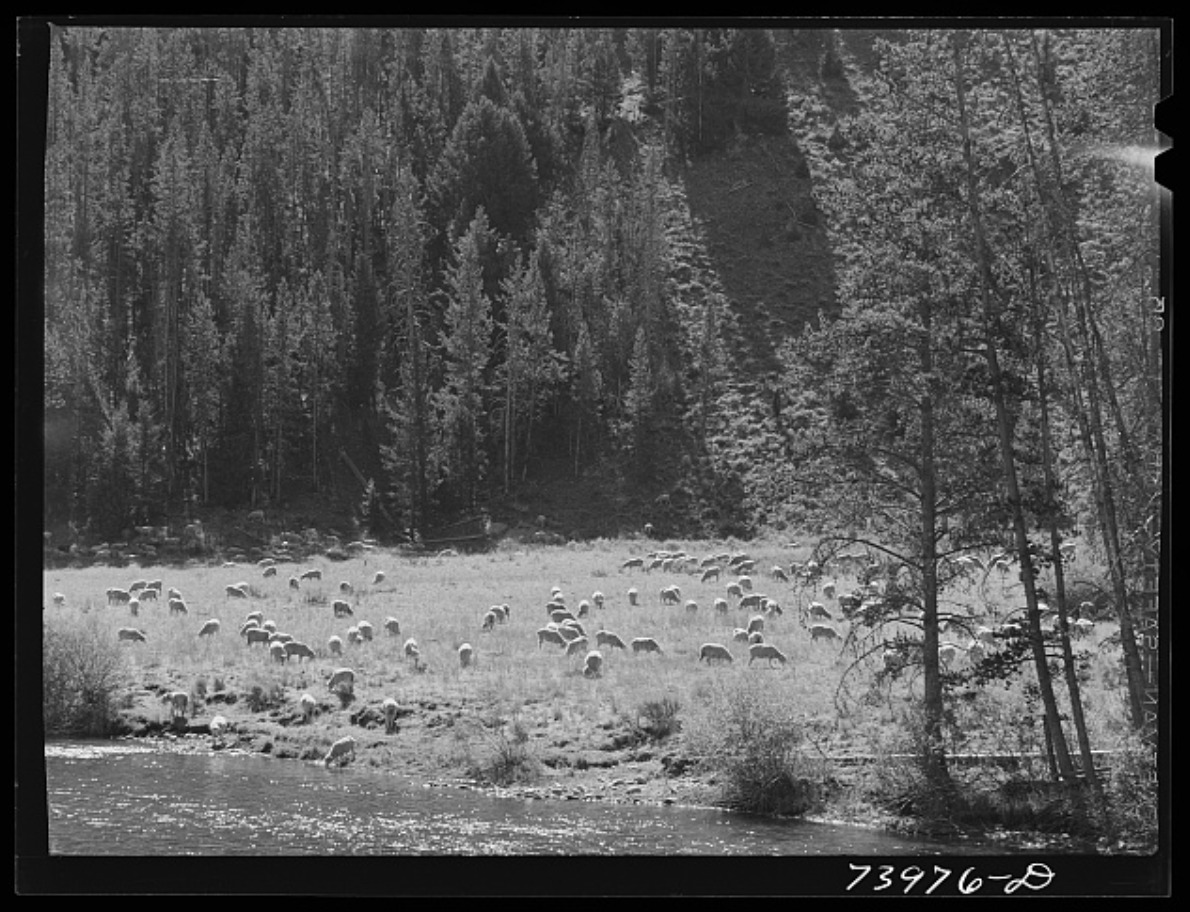 Herd of sheep in a field by the Salmon River in Custer County, Idaho