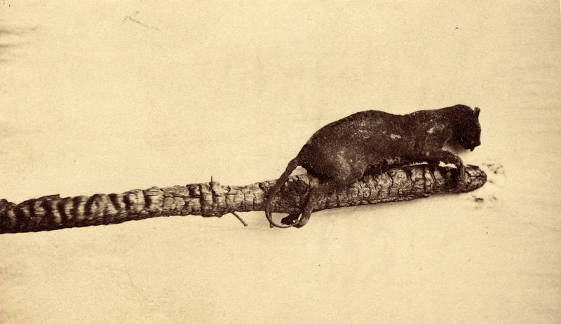 Burnt remains of a cat