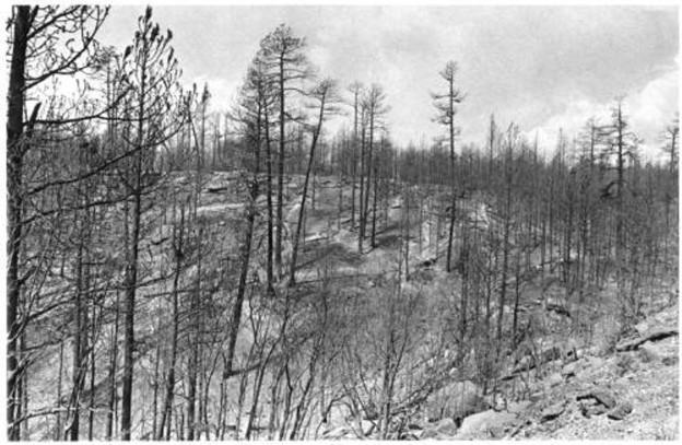 The La Mesa Fire burn area, c. 1977