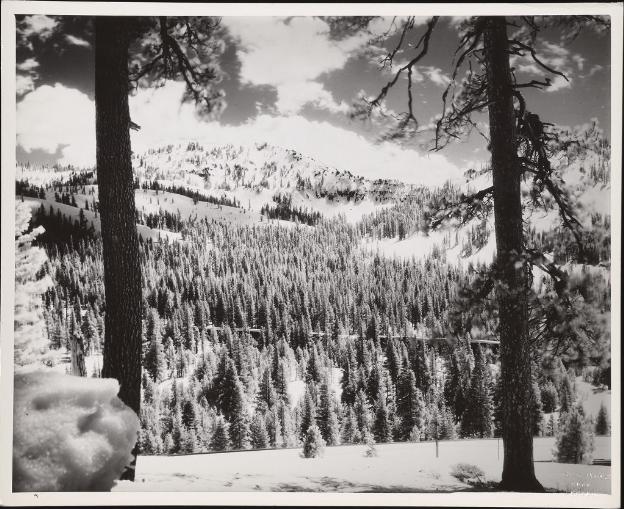 Snow-laden Forest in the Sierra Nevadas