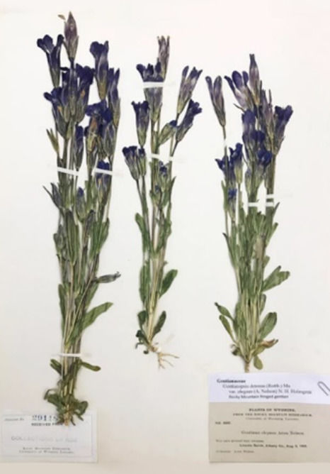 The original pressed samples of the Rocky Mountain Fringed Gentian