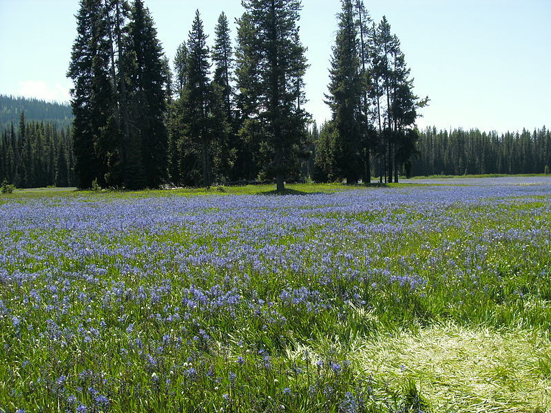 Camas Blooming at Packer Meadows, Near Lolo Pass